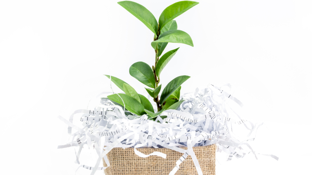 Green plant growing from a pile of shredded paper, representing recycling and sustainability.