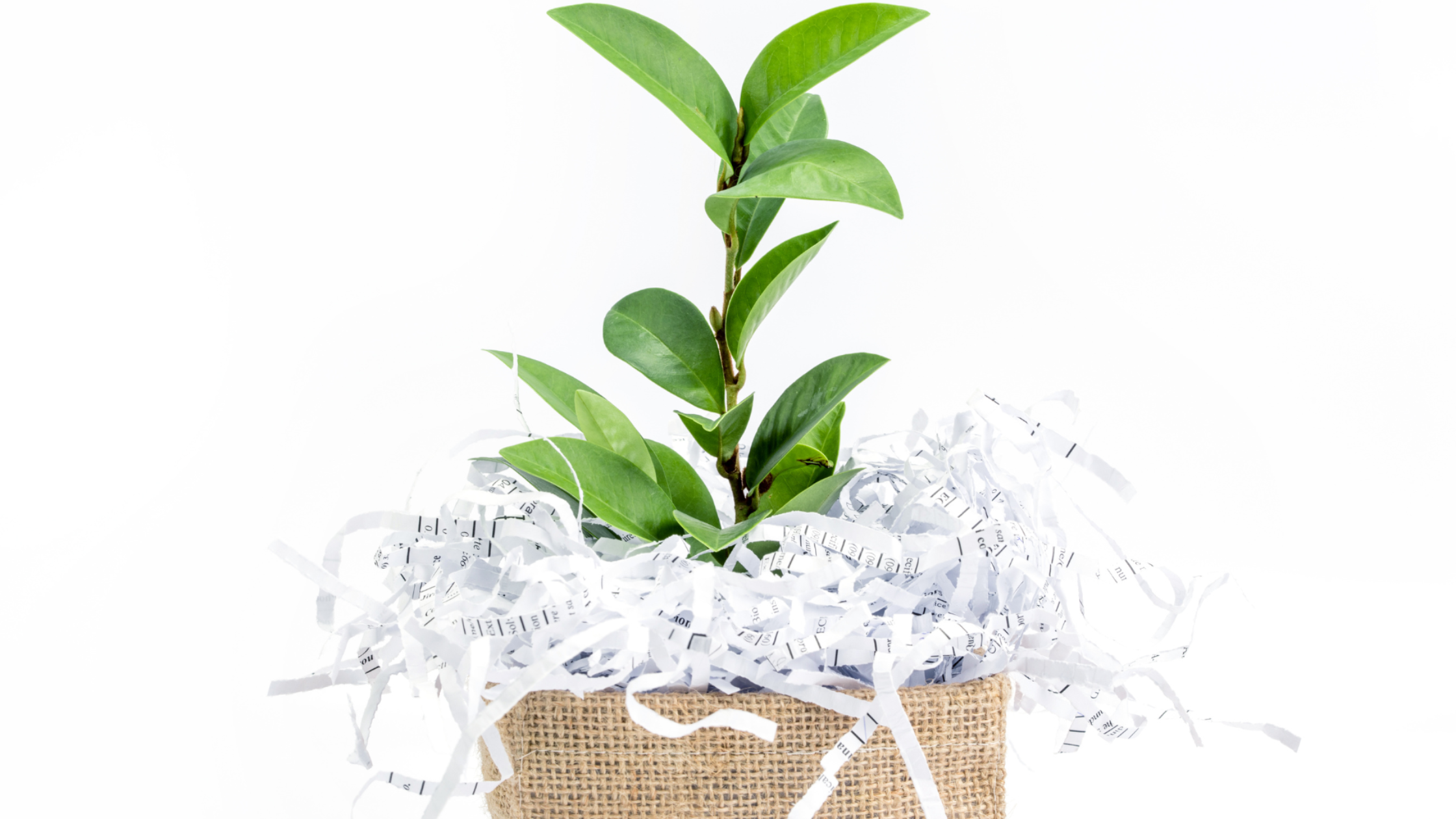 Green plant growing from a pile of shredded paper, representing recycling and sustainability.